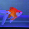 Thumbnail of related posts 009